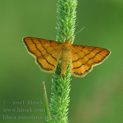 Idaea aureolaria Goldgelber Magerrasen-Kleins Žlutokřídlec zlatožlutý