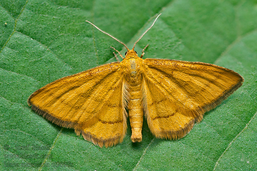 Idaea aureolaria Goldgelber Magerrasen-Kleins