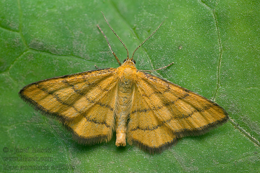 Idaea aureolariaПяденица малая золотисто-желтая