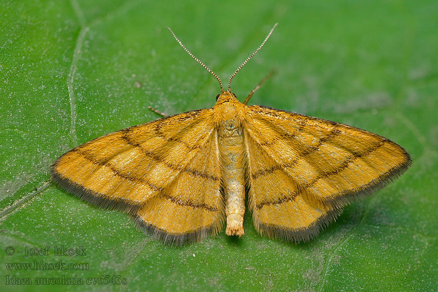 Žlutokřídlec zlatožlutý Idaea aureolaria