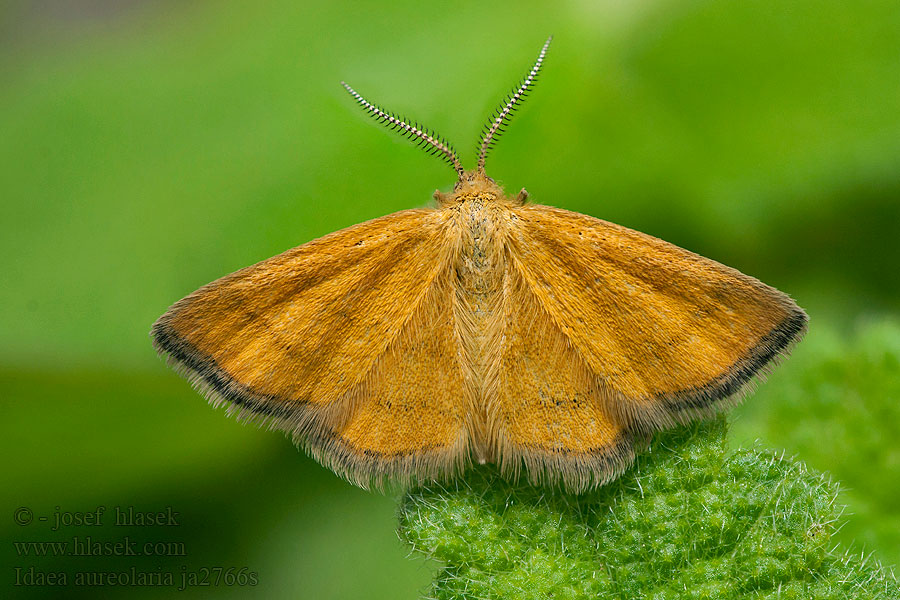 Idaea aureolaria Goldgelber Magerrasen-Kleins