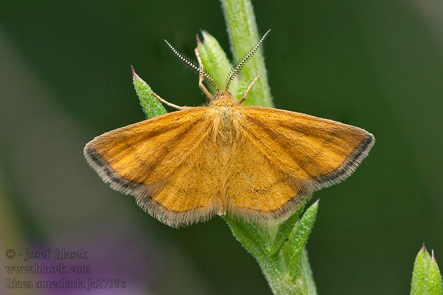 Idaea aureolaria Žlutokřídlec zlatožlutý Piadica zlatožltá