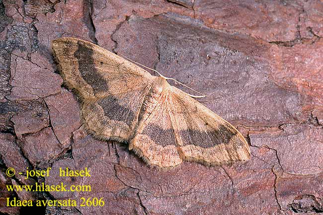 Idaea aversata Riband Wave Mutkakulmumittari Ruban ondulé