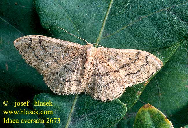 Idaea aversata Krocznik zmienniak Пяденица малая дождевая