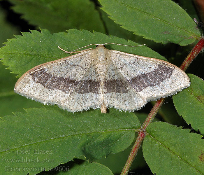 Idaea aversata Mausohrspanner Doppellinien-Zwergspanner