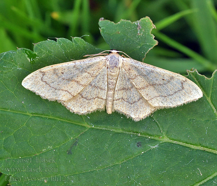 Idaea aversata Breitgebänderter Staudenspanner