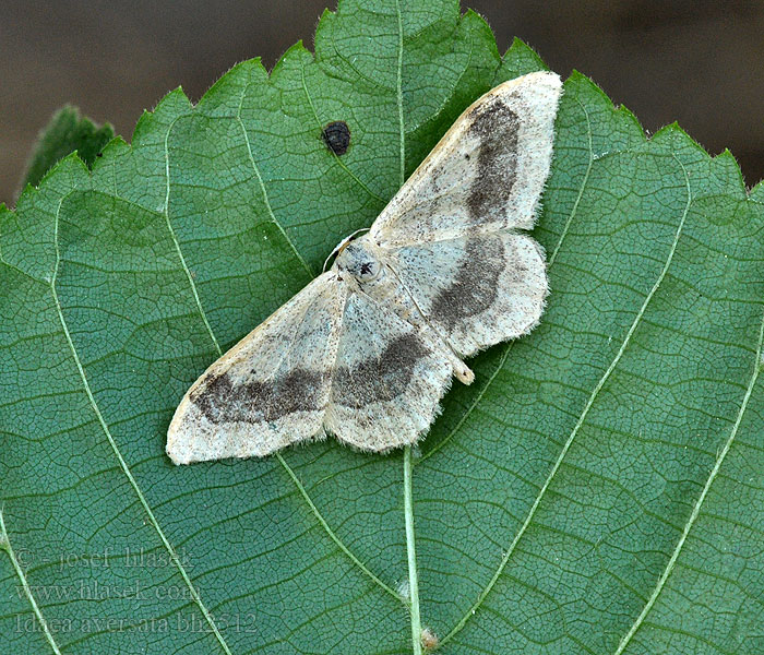 Idaea aversata Krocznik zmienniak Пяденица малая дождевая