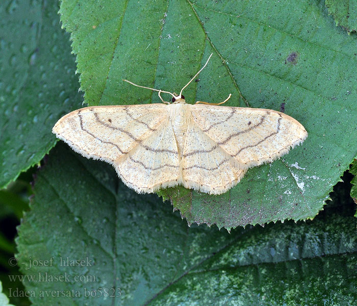 Idaea aversata Piadica kručinková Žlutokřídlec kručinkový