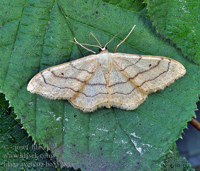 Idaea aversata Žlutokřídlec kručinkový