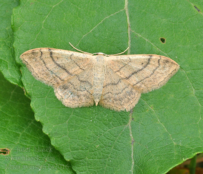 Idaea aversata Riband Wave