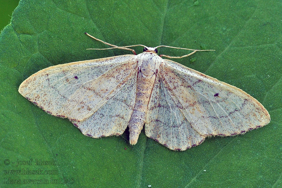 Пяденица малая дождевая Idaea aversata