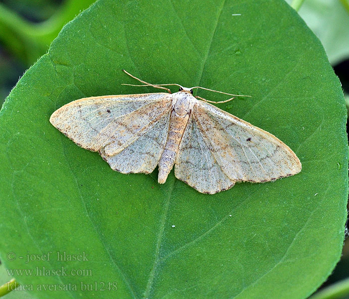 Idaea aversata Mutkakulmumittari