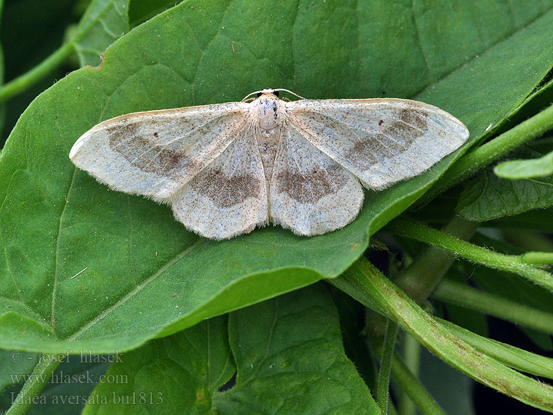 Idaea aversata Ruban ondulé