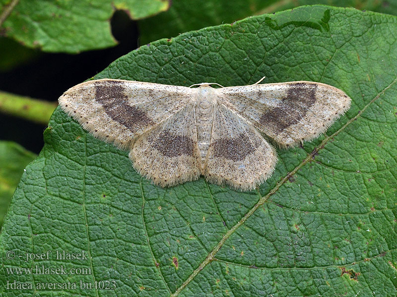 Idaea aversata Grijze stipspanner