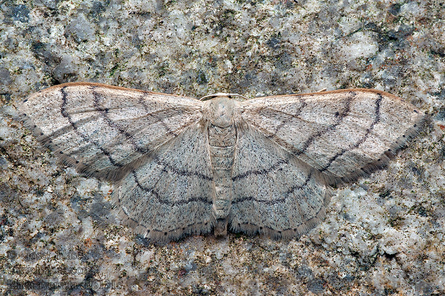 Piadica kručinková Idaea aversata