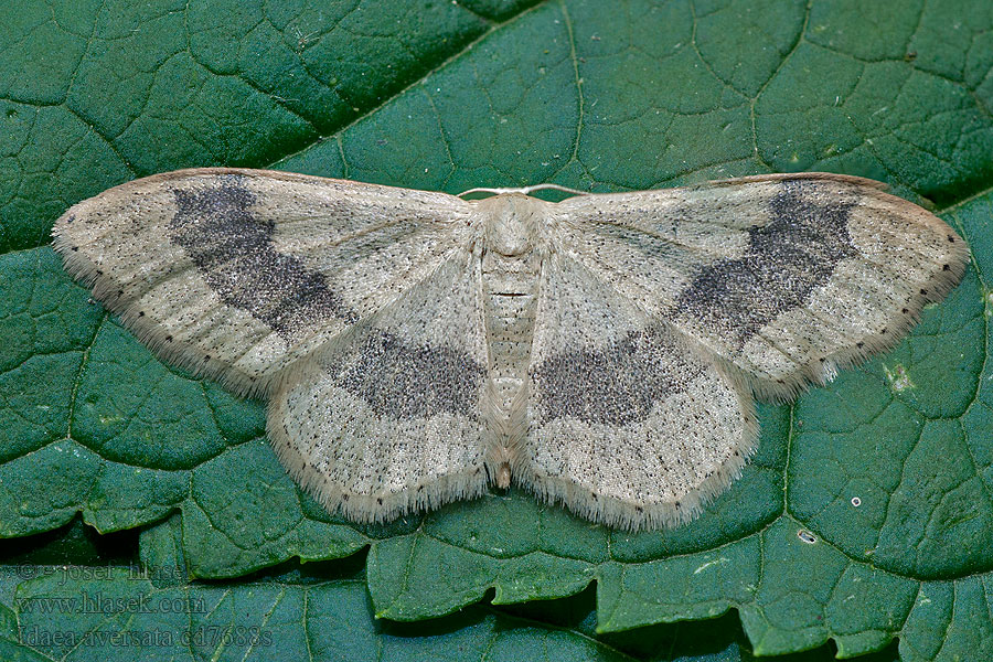 Žlutokřídlec kručinkový Idaea aversata