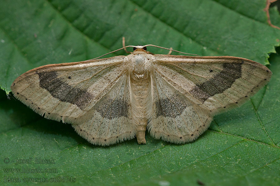 Žlutokřídlec kručinkový Idaea aversata