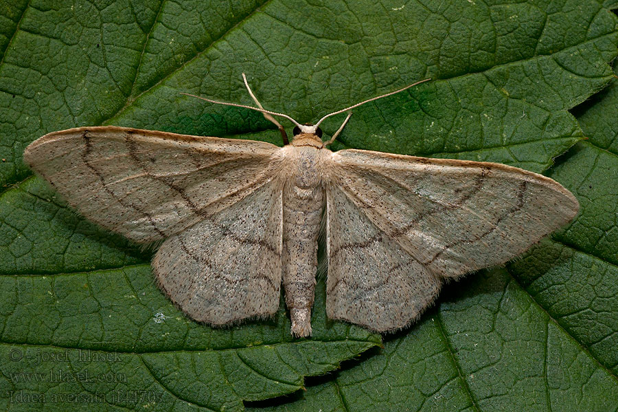 Idaea aversata