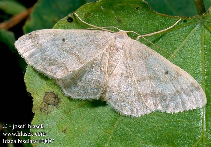 Idaea biselata Small Fan-footed Tupsukulmumittari Schildstipspanner