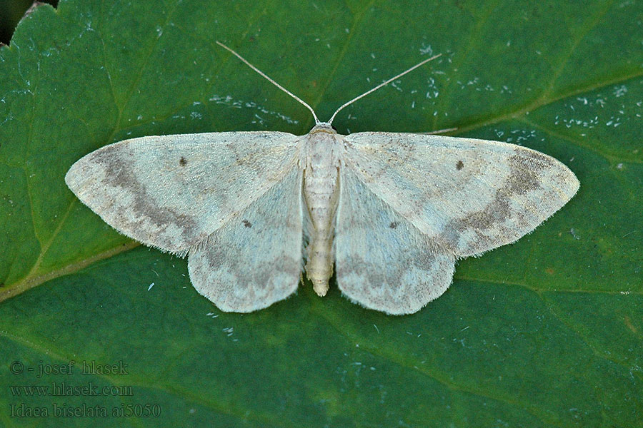 Small Fan-footed Tupsukulmumittari Idaea biselata