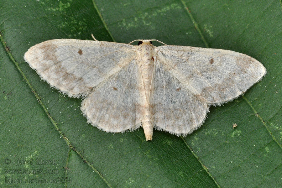 Schildstipspanner Breitgesäumter Zwergspanner Idaea biselata