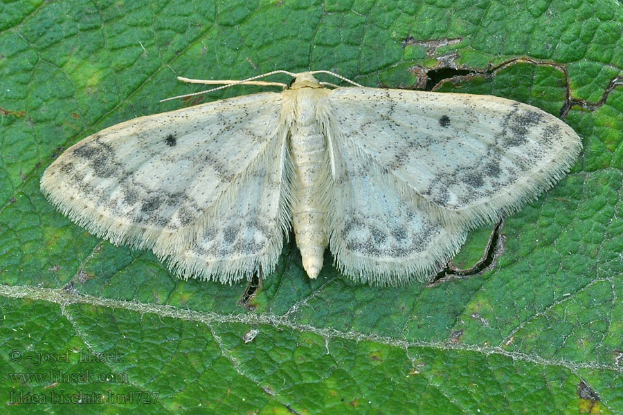 Krocznik ogrodowiak Idaea biselata