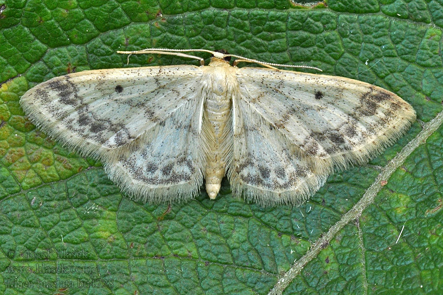 Piadica mokraďová Idaea biselata