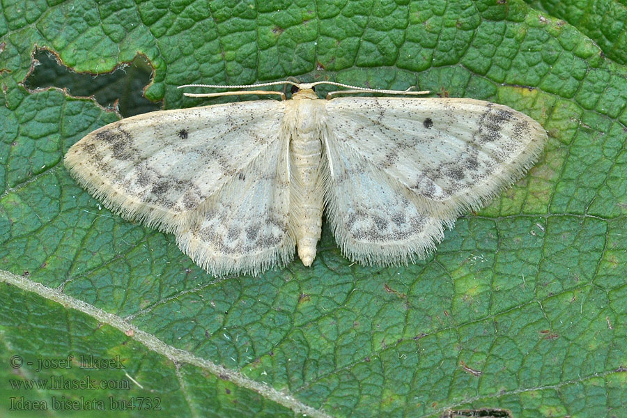 Žlutokřídlec čtverotečný Idaea biselata