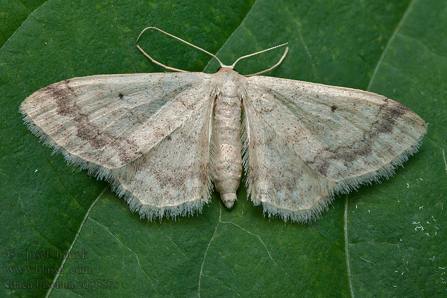 Tofsfotad lövmätare Idaea biselata