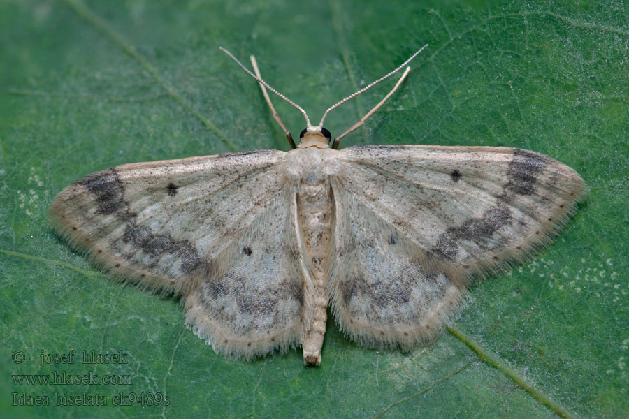 Žlutokřídlec čtverotečný Idaea biselata