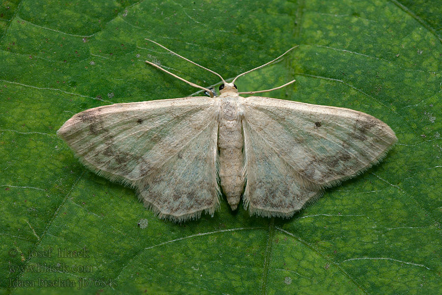 Schildstipspanner Breitgesäumter Zwergspanner Idaea biselata