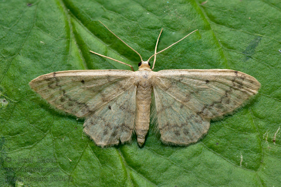 Small Fan-footed Tupsukulmumittari Idaea biselata