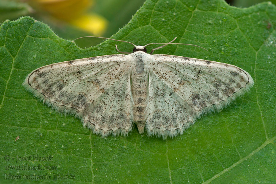 Idaea camparia
