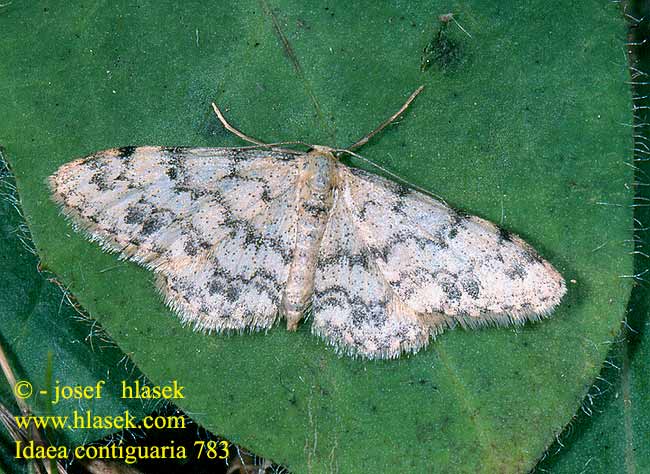 Idaea contiguaria 783 UK: Weaver's Wave DE: Fetthennen-Felsflur-Kleinspanner PL: Krocznik granicznik CZ: žlutokřídlec skalní