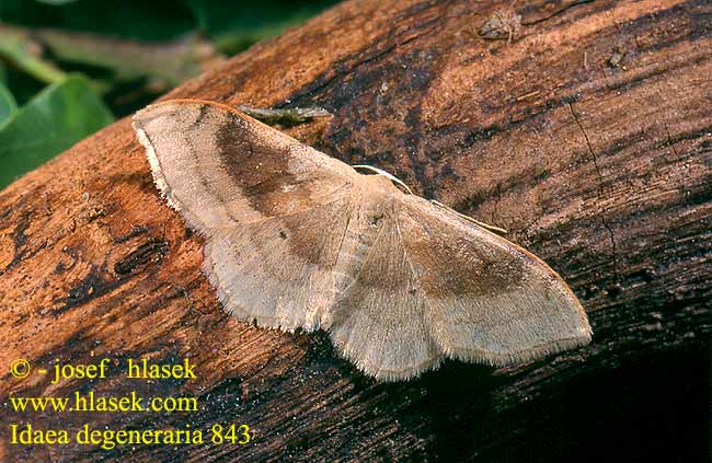 Idaea degeneraria 843 UK: Portland Ribbon Wave DE: Veränderlicher Magerrasen-Kleinspanner SK: piadivka premenlivá CZ: žlutokřídlec proměnlivý