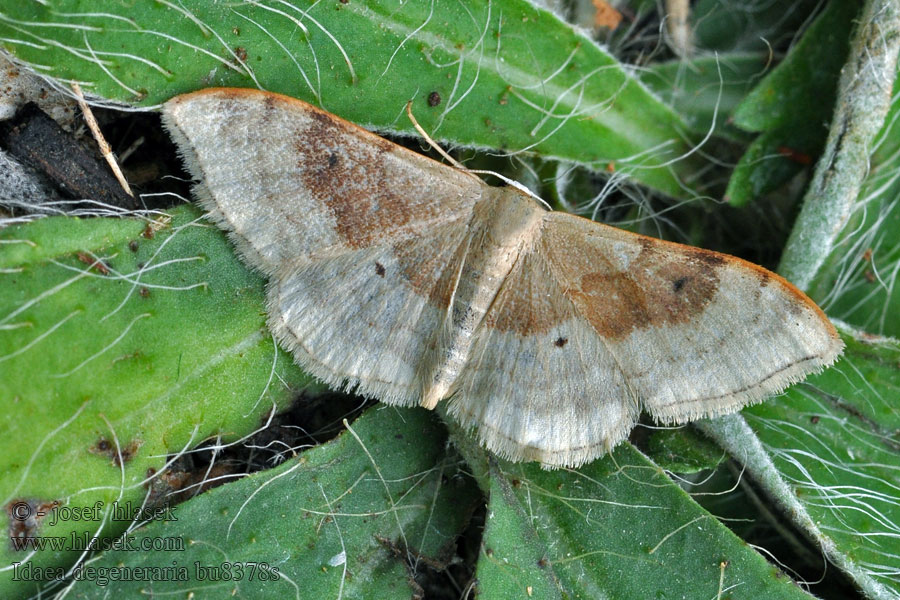 Idaea degeneraria Žlutokřídlec proměnlivý Piadivka premenlivá