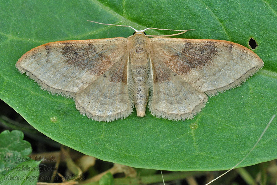 Idaea degeneraria Veränderlicher Magerrasen-Kleinspanner