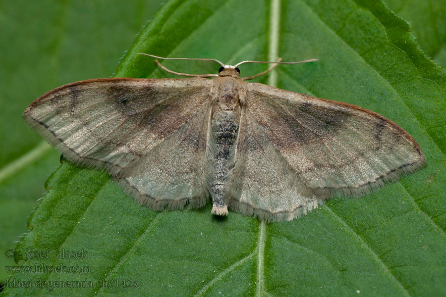 Idaea degeneraria