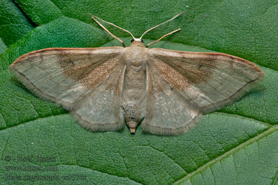 Idaea degeneraria Portland Ribbon Wave Acidalie dégénérée