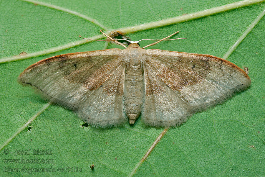 Idaea degeneraria Пяденица буропятнистая Krocznik wyrodnik