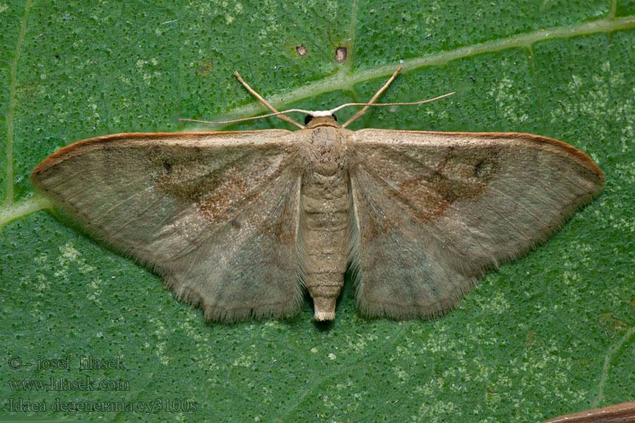 Idaea degeneraria Žlutokřídlec proměnlivý Barnasávos apróaraszoló