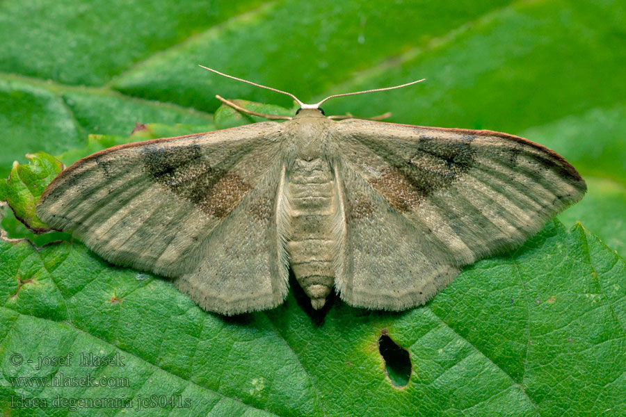 Žlutokřídlec proměnlivý Idaea degeneraria