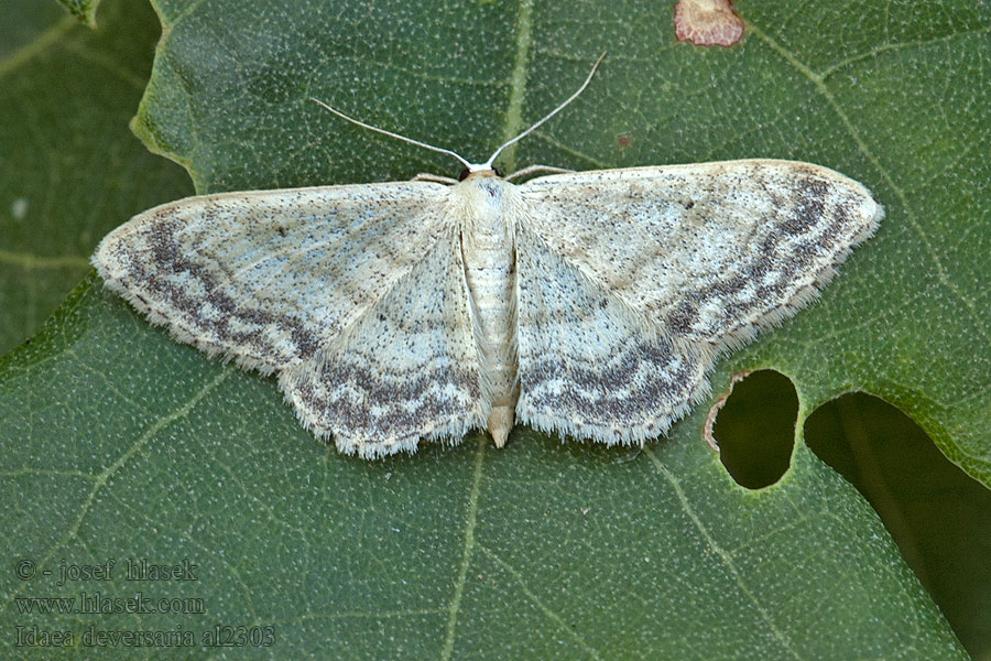 Idaea deversaria Žlutokřídlec lesní Piadica lesná