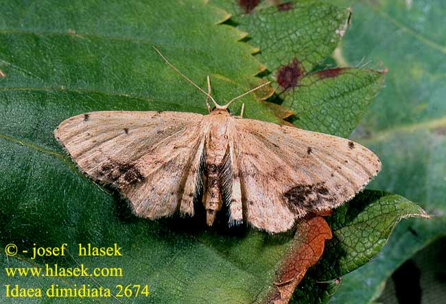 Idaea dimidiata Single-dotted Wave Žlutokřídlec měsíčkový