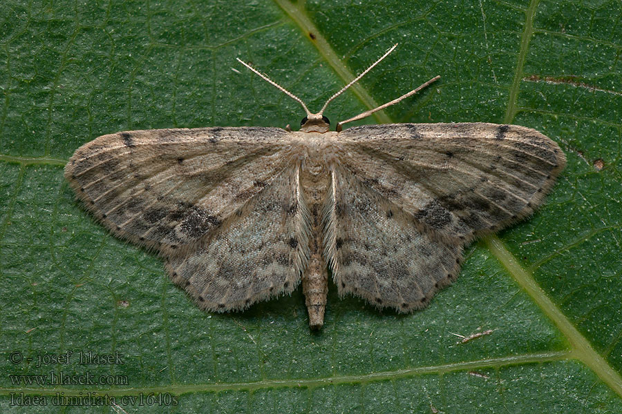 Single-dotted Wave Idaea dimidiata