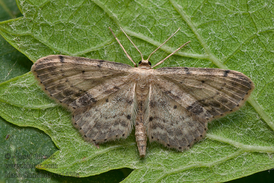 Žlutokřídlec měsíčkový Idaea dimidiata