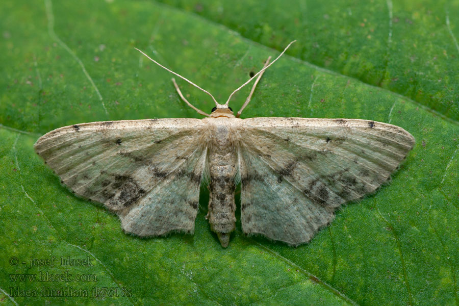 Žlutokřídlec měsíčkový Varjokulmumittari Vlekstipspanner Idaea dimidiata