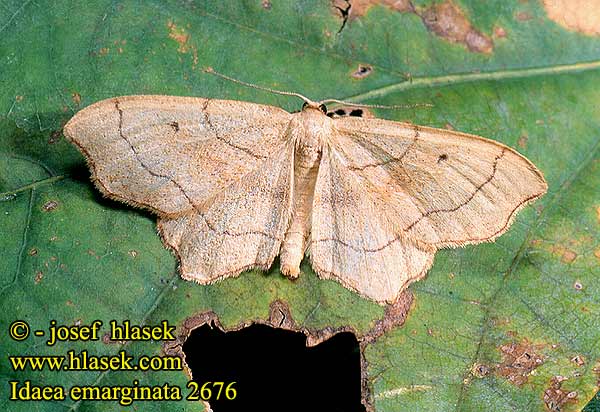 Idaea emarginata Small Scallop Nyhäkulmumittari Geblokte Stipspanner Csipkés sávosaraszoló Purpurstreifen-Zwergspanner Eckrandiger Kleinspanner Krocznik wycinek Piadica vykrojená Žlutokřídlec zejkovaný Naggad lövmätare Пяденица малая выемчатая