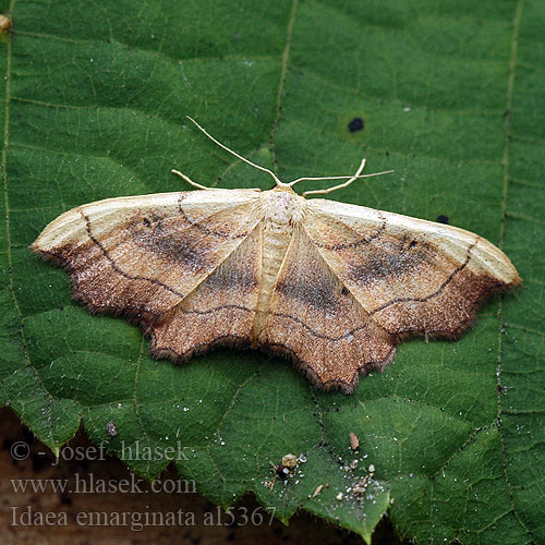 Krocznik wycinek Piadica vykrojená Žlutokřídlec zejkovaný Naggad lövmätare Пяденица малая выемчатая Idaea emarginata Small Scallop Nyhäkulmumittari Geblokte Stipspanner Csipkés sávosaraszoló Purpurstreifen-Zwergspanner Eckrandiger Kleinspanner