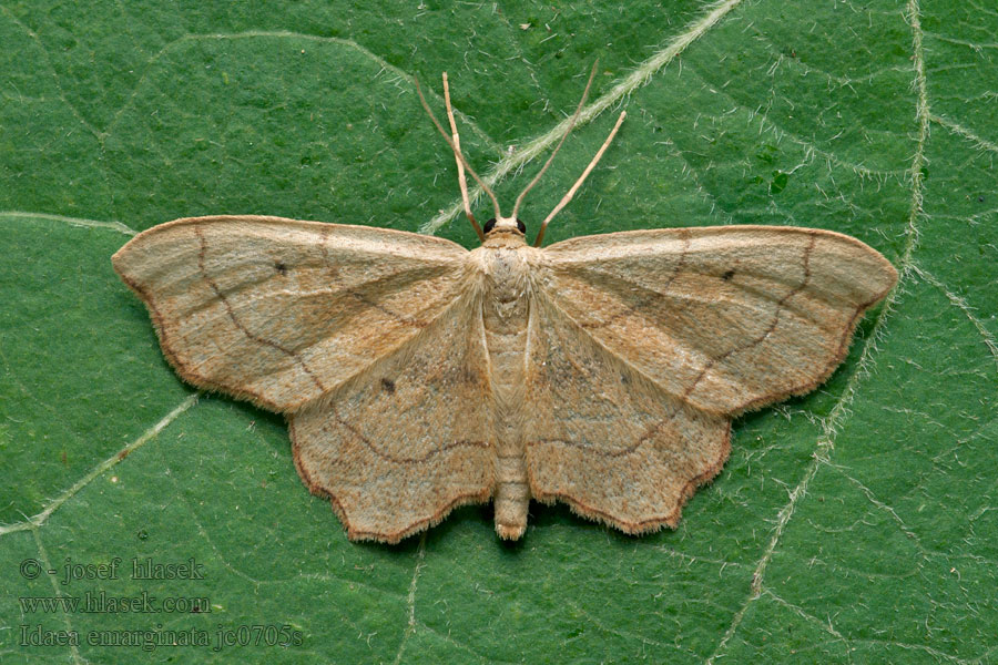 Žlutokřídlec zejkovaný Idaea emarginata